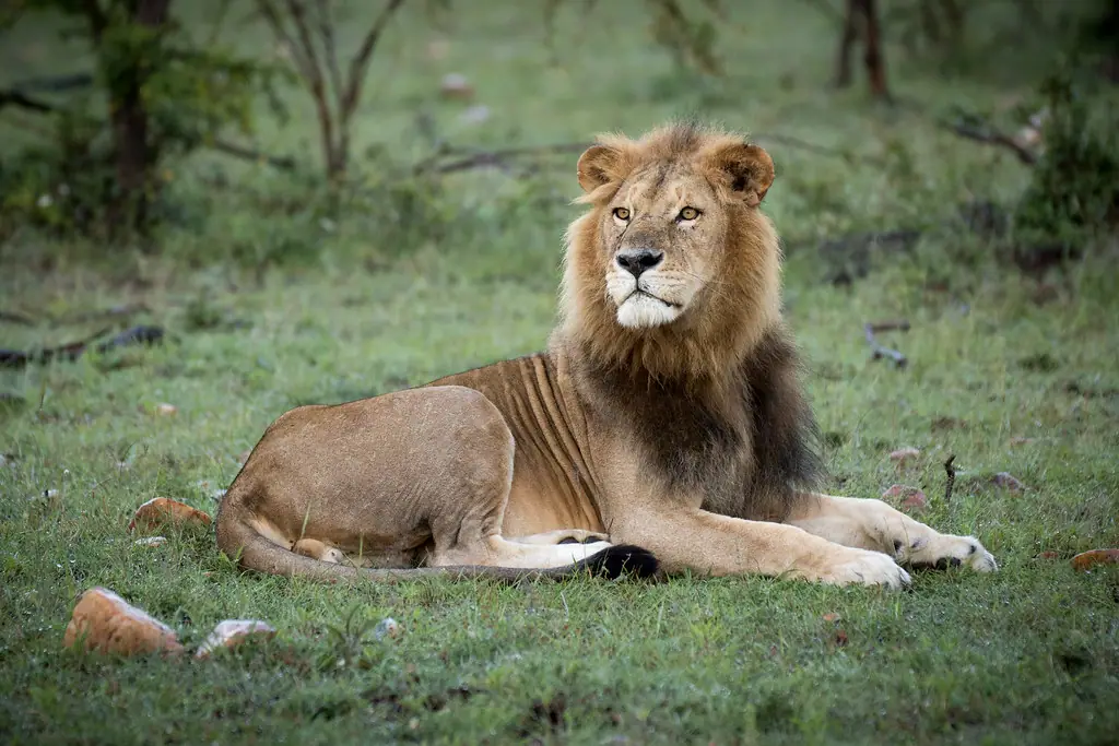 A tented camp on the open grassland of Ol Kinyei Conservancy in the Greater Mara, on community-leased land beside the national reserve