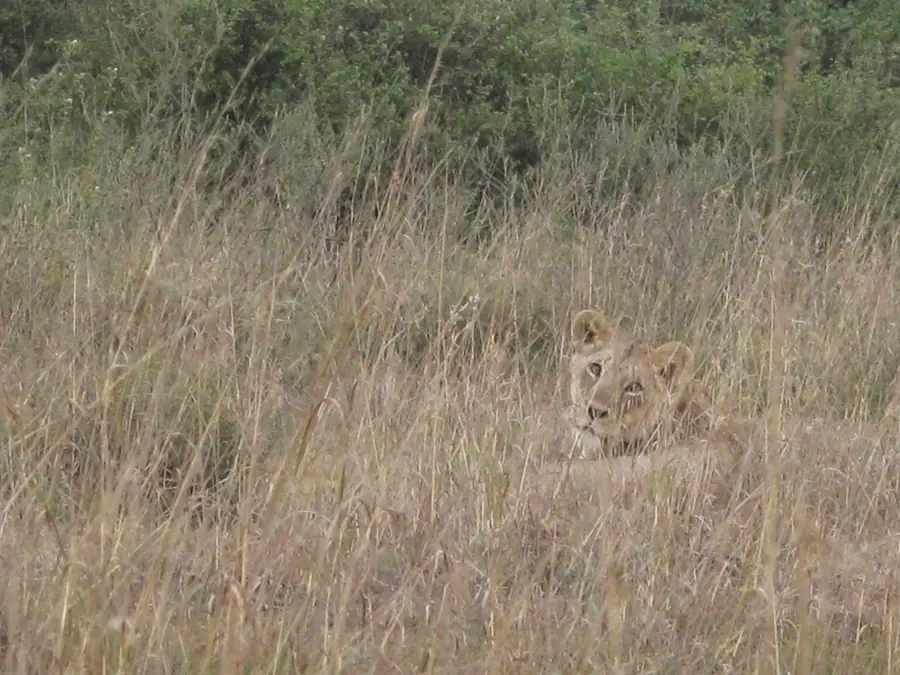 Lions resting in long grass in Nairobi National Park, Kenya