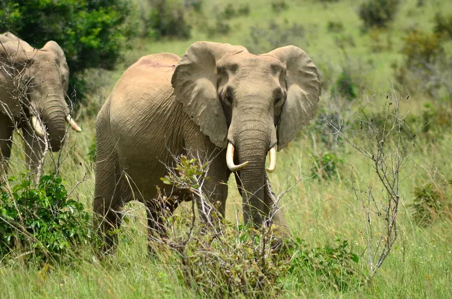Wild elephants among coastal forest in Shimba Hills, Kenya